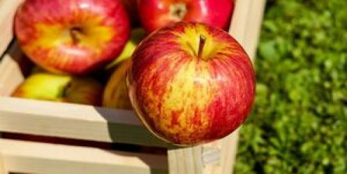  ذخیره‌سازی ۷۰۰ هزار تن سیب در کشور