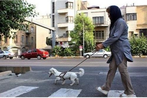 سگ گردانی معضل جدید برخی جوانان/ ماجرای حمله سگ به دختری در لواسان 
