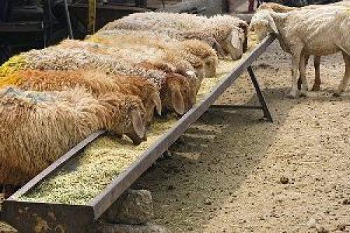 افزایش خروج دام غیرمجاز از خراسان‌شمالی 