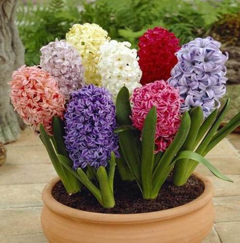 کدام گل برای روز مادر مناسب است؟ 