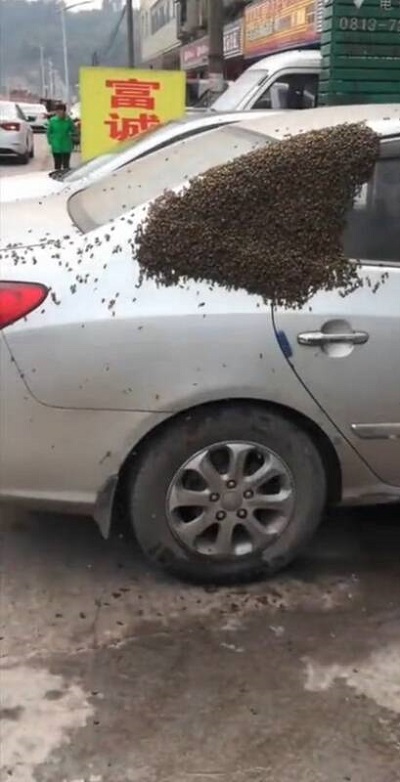عکس/ هجوم هزاران زنبور به یک خودرو