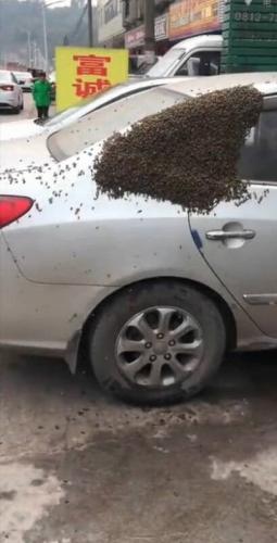 عکس/ هجوم هزاران زنبور به یک خودرو