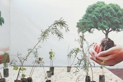 عکس/ اهدا ۳۰ هزار نهال در اهواز
