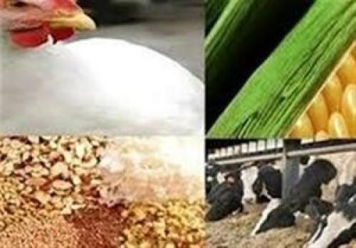 معمای تخصیص ارز دولتی به تولیدکنندگان دام