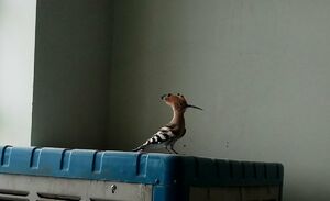 تصویری دیدنی ازپرنده‌ای زیبادر زابل