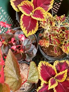 ایران اینقدر زیباست، تحقیرش نکنیم! +عکس