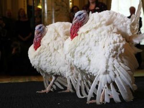 فیلم/ بوقلمون‌های با فرهنگ !