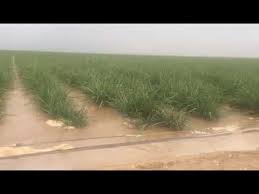  فیلم/ مزارع نیشکر دهخدا به زیر آب رفت