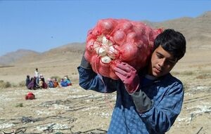 چه کسانی عامل ۱۰برابری قیمت پیازهستند؟