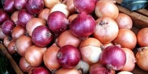 قیمت پیاز چقد شده است