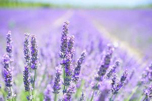 خواص روغن اسطوخودوس برای رشد مو