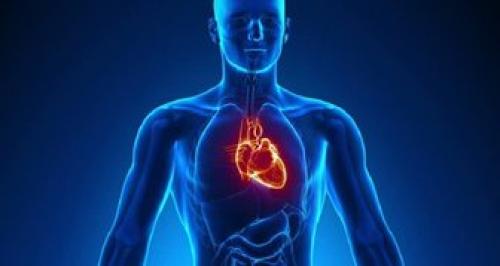 حقیقتی جالب درباره اندام‌های بدن 