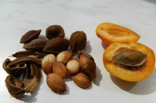 خواص اعجاب انگیز هسته زردآلو 