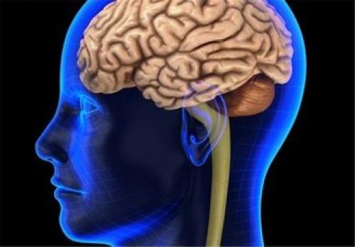 گردگیری قلب و مغز با این خوراکی‌های ضدسرطان 