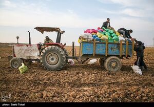  سیب‌زمینی را از کشاورزان چقدر می‌خرند؟