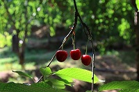 عکس/برداشت گیلاس در کجور