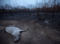 تصویری دردناک از آتش سوزی آمازون