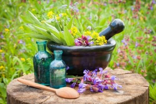  تاثیرات درمانی گیاه دارویی آقونیطون 
