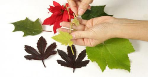  ۶ روش برای نگهداری از برگ های پاییزی 