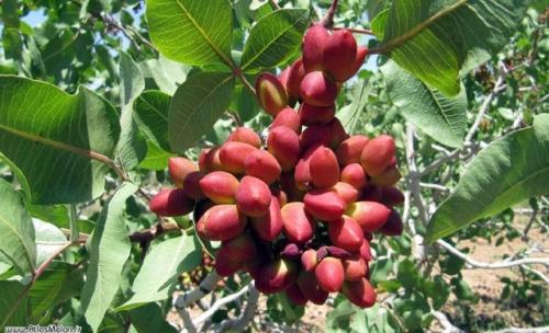  معاملات پسته در بورس به زودی آغاز می‌شود 