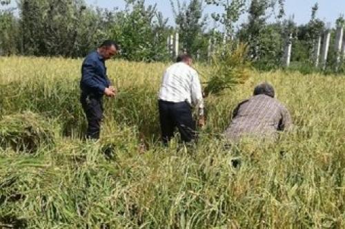  دلالان به دنبال گرانی کاذب برنج 