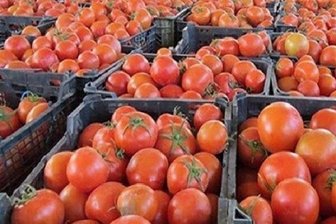  قیمت گوجه تا دو هفته دیگر ۲۵۰۰ تومان می‌شود 