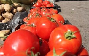 قیمت "گوجه" در عمده فروشی‌ها + جدول
