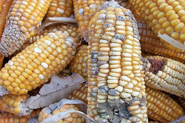 تکلیف "ذرت‌های آلوده" چه شد؟