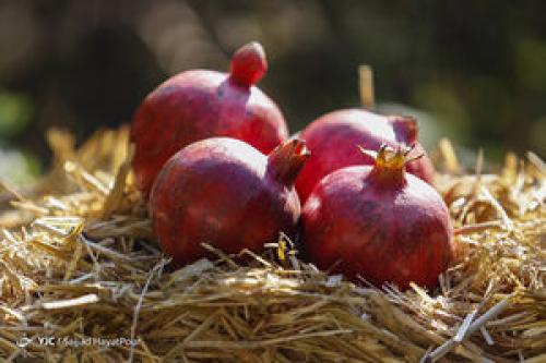 میوه‌ای که نمی گذارد «پیر» شوید
