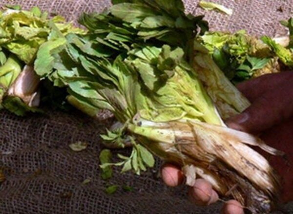 گیاهی به نام «نوزاد برف» 
