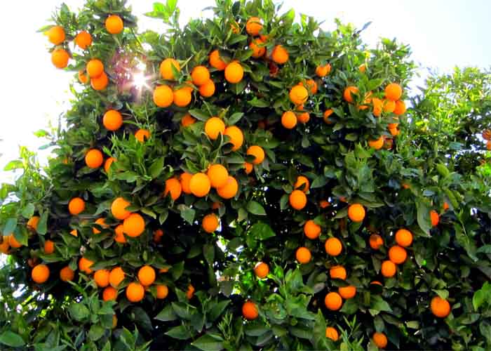 میزان تولید سیب و مرکبات در کشور