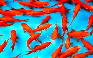 نشانه‌های ماهی قرمز سالم