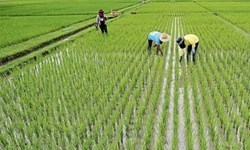  وزارت کشاورزی کمبود برنج را تکذیب کرد 