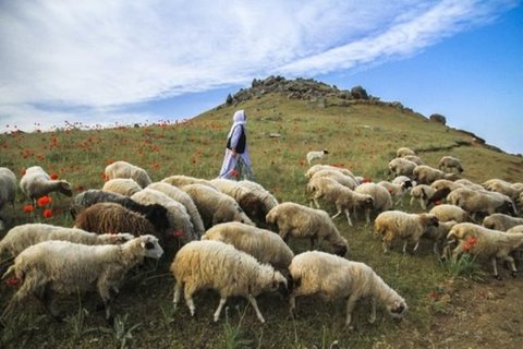 میزان تامین گوشت کشور توسط عشایر