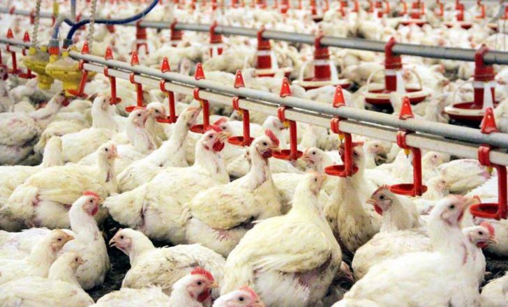 قیمت مرغ در اواخراسفند