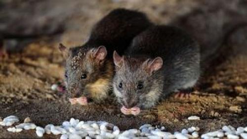 هانتاویروس که بعد از  کرونا پیدا شده چیست و چه علائمی دارد؟