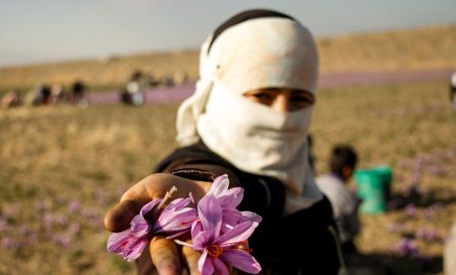 طلای سرخ ارزان شد