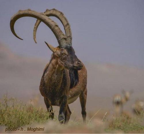 نگاهی که در افق محو شده است +عکس