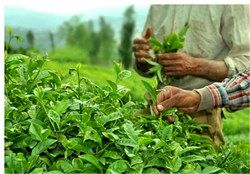 افزایش چنددرصدی تولید برگ سبز چای