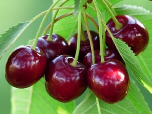 اعصاب خود را با این میوه تقویت کنید