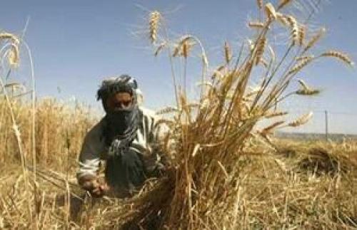  نیروهای حشدالشعبی، طرح داعش برای آتش‌زدن مزارع را ناکام گذاشتند