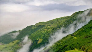  جنگل‌های زاگرس چطور ۴۵ درصد منابع آب ایران را تامین می‌کنند؟