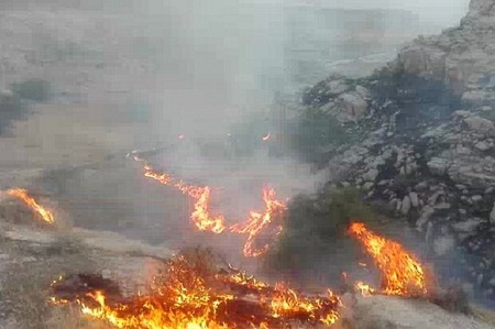 جنگلهای دنا دچار حریق شد