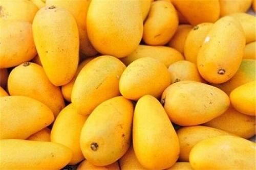 برداشت 9هزارتن انبه در سیستان و بلوچستان