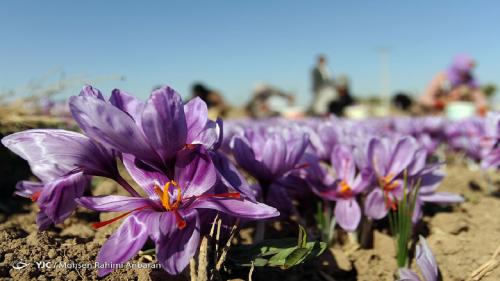 افزایش ۲۰ درصدی تولید طلای سرخ