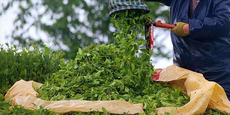 صادرات چای ایرانی به 12 کشور جهان