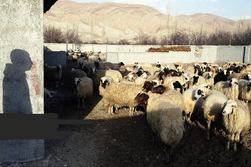 ذبح دام قربانی فقط در کشتارگاه‌ها 