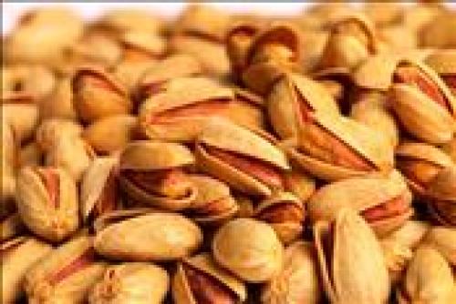 برداشت پسته وحشی+عکس