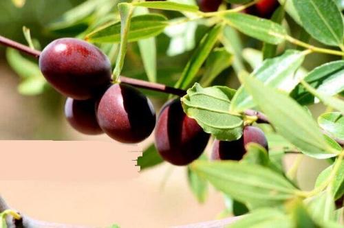 ثبت ملی ۲ رقم عناب خراسان جنوبی