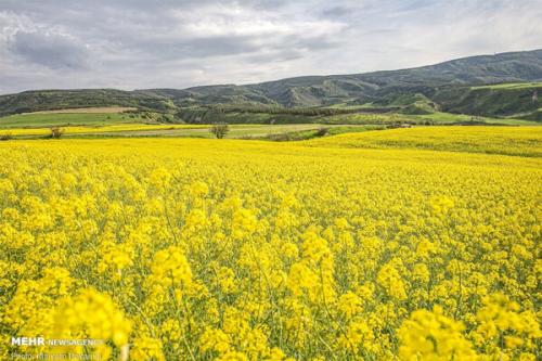 آغاز کشت پاییزه در مزارع مازندران